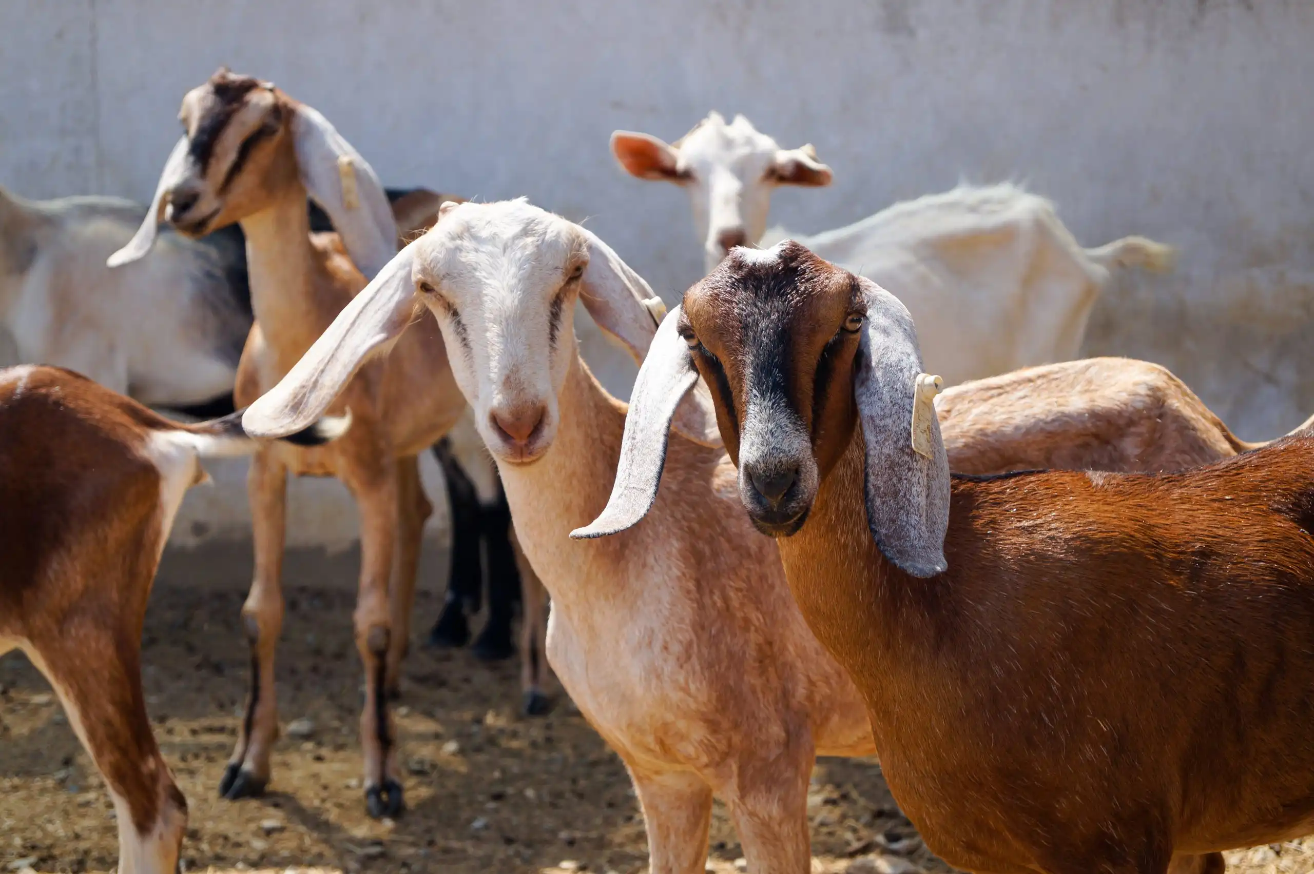 3.-Dita-Nurul-Fajarwati-Manfaat-Ternak-Kambing-Tani-Nelayan-Center-IPB-University-DIGITANI-scaled