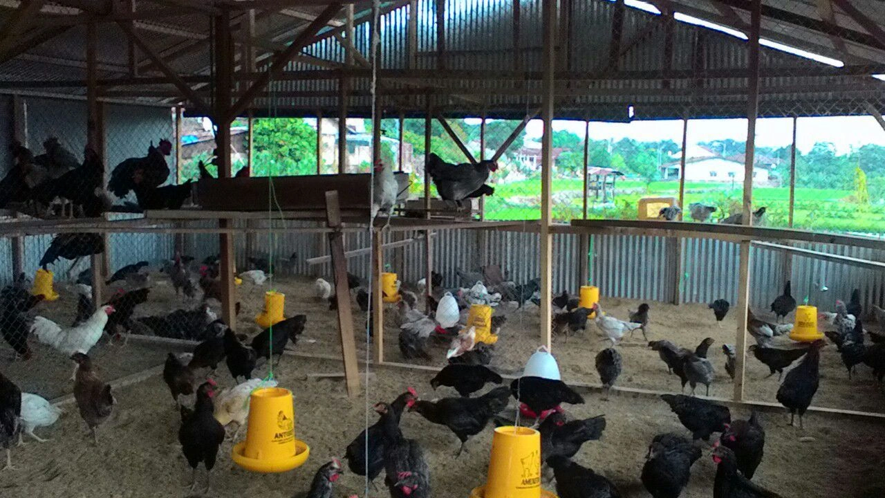 ayam-kub-dalam-kandang-5d3fb869097f36119253dd96